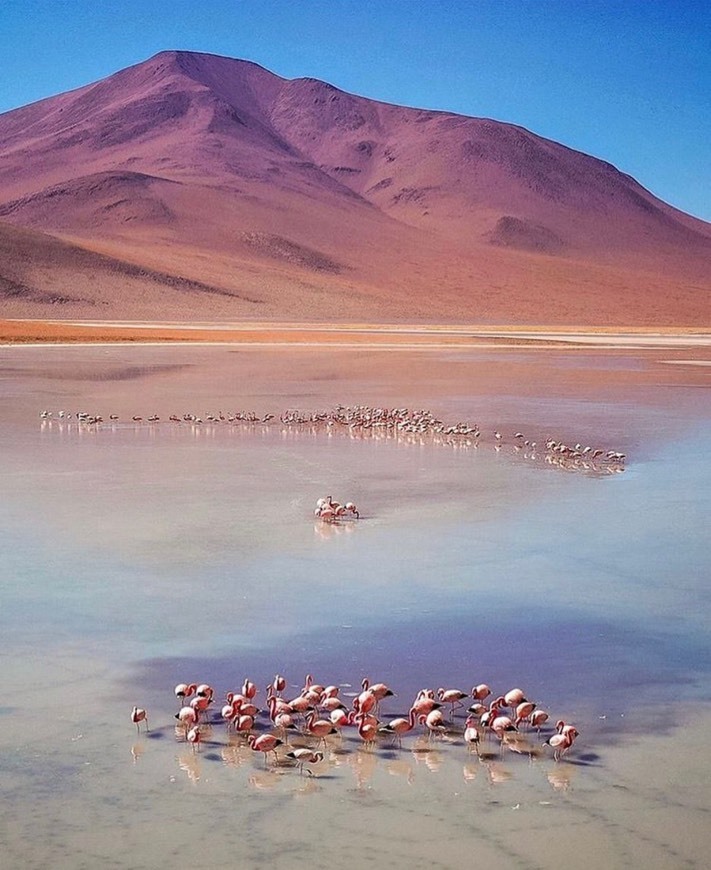 Lugar Laguna Colorada