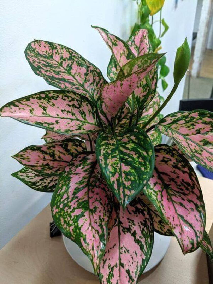 Moda Planta aglaonema