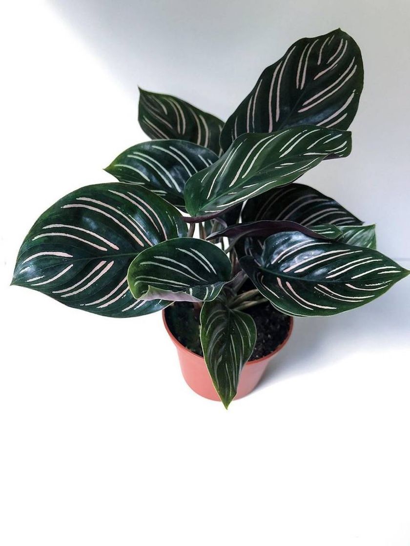 Moda Planta calathea ornata