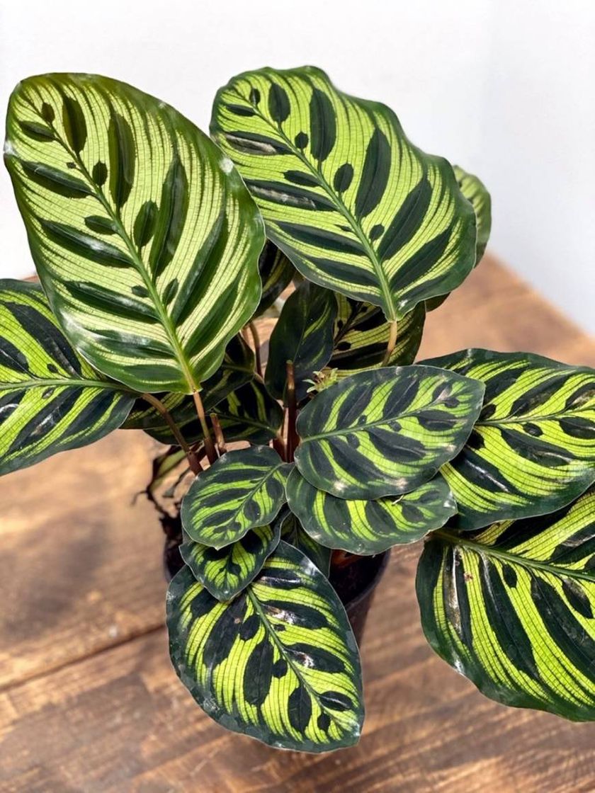 Moda Planta calathea makoyana