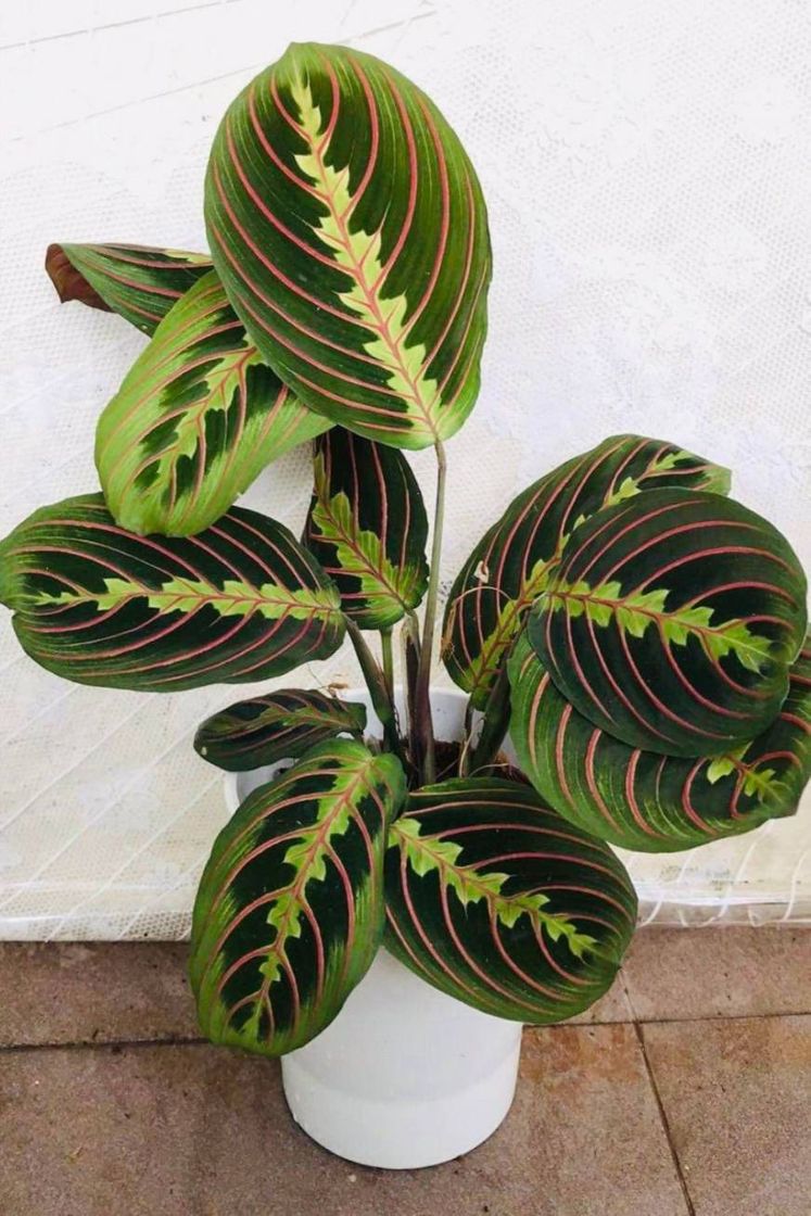 Moda Planta Maranta leconeura