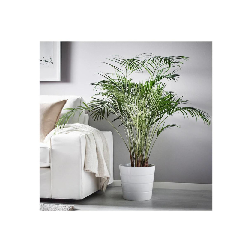 Producto DYPSIS LUTESCENS Planta