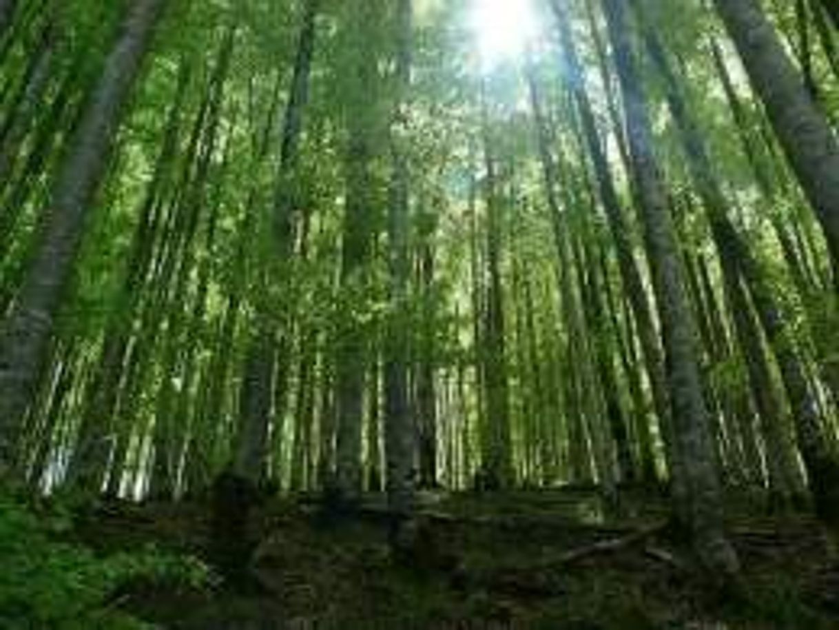 Lugar Selva de Irati