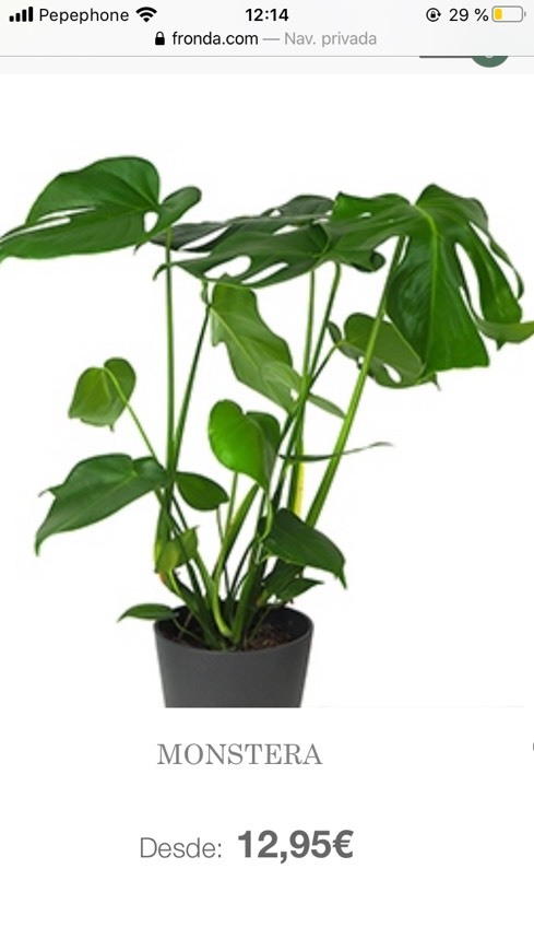 Product Monstera