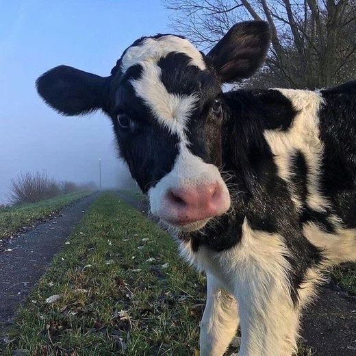 🐮