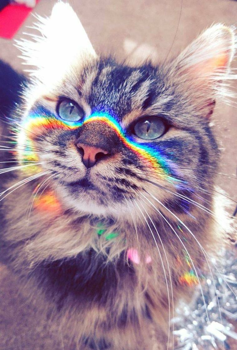 Moda Gatinho🌈