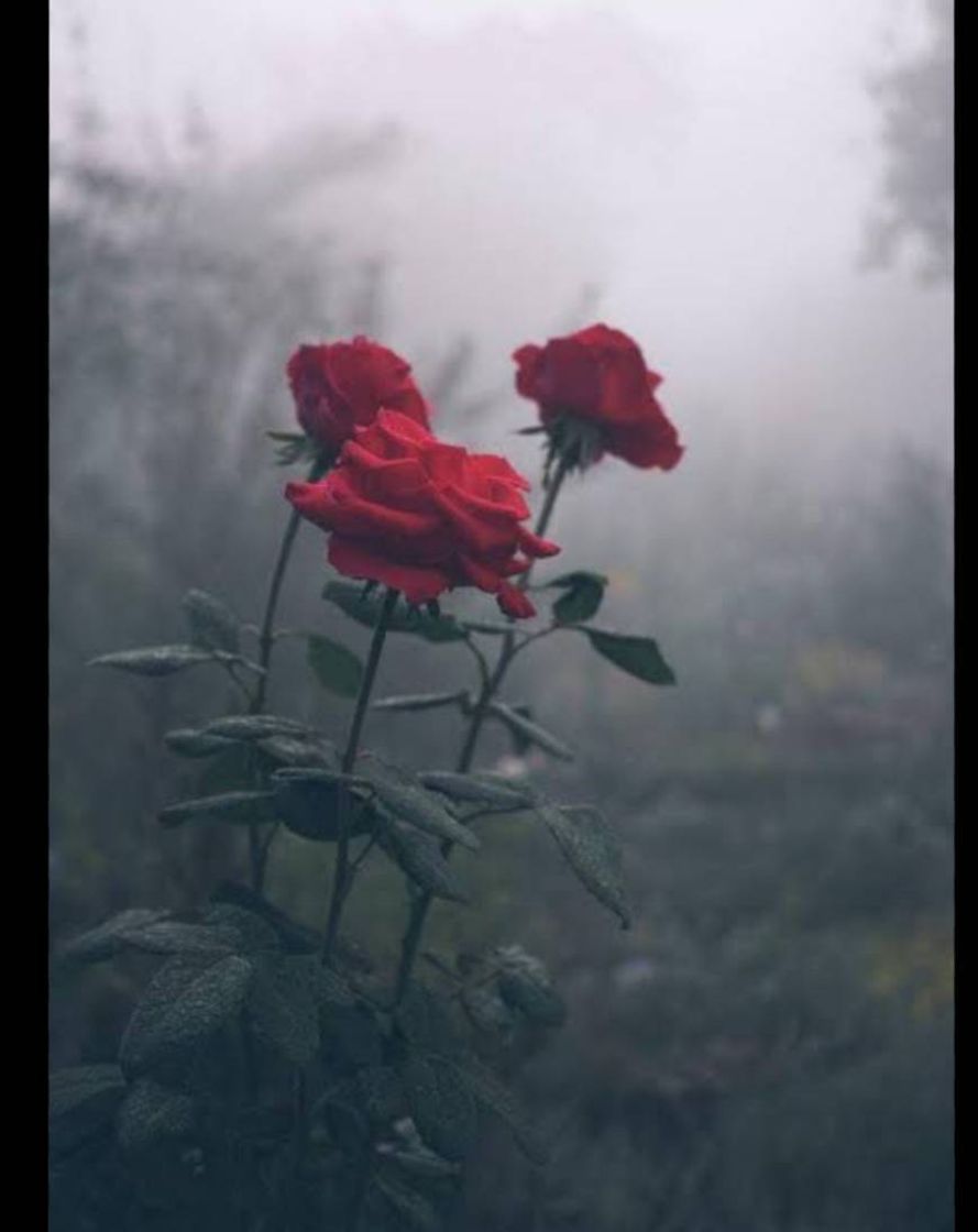 Social Rosa