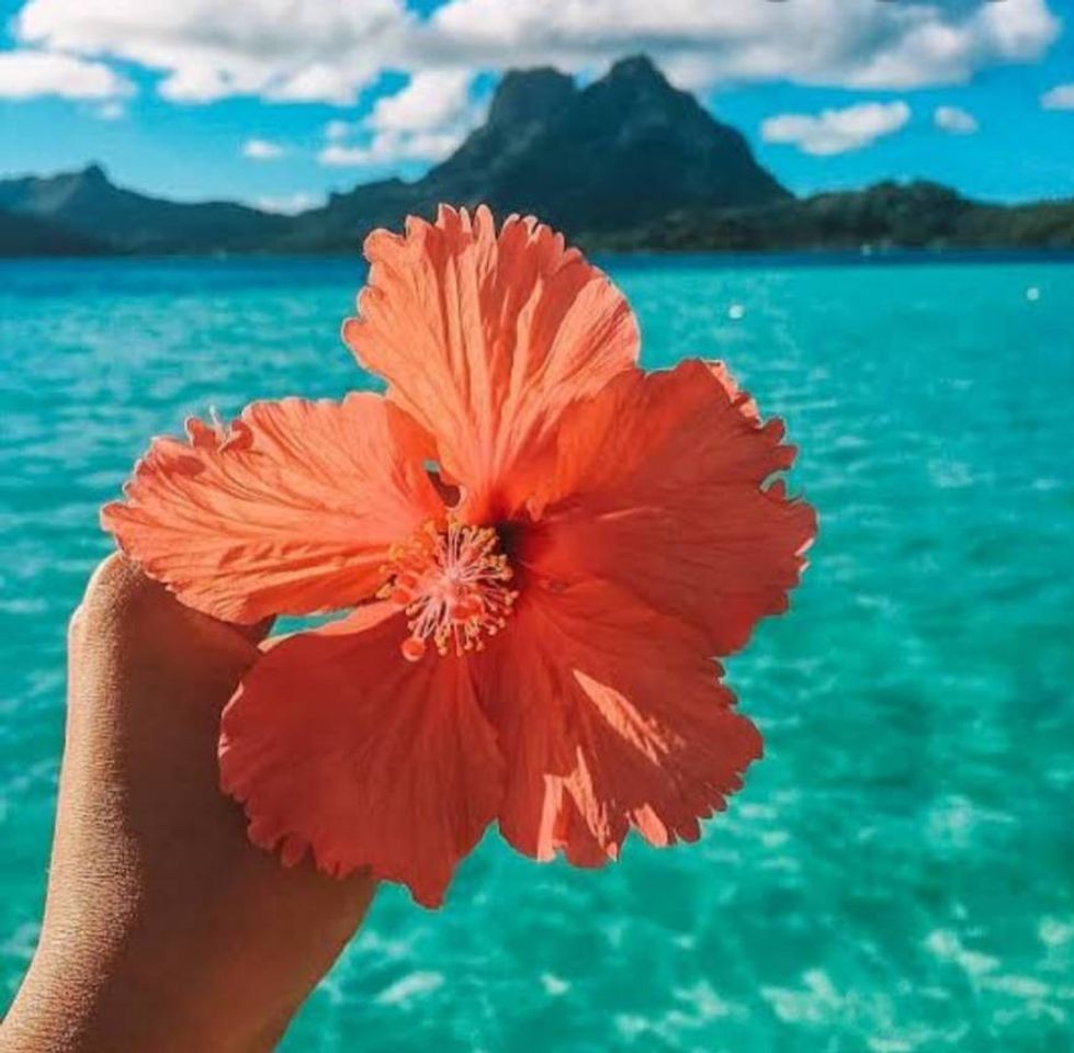 Social  Tumblr