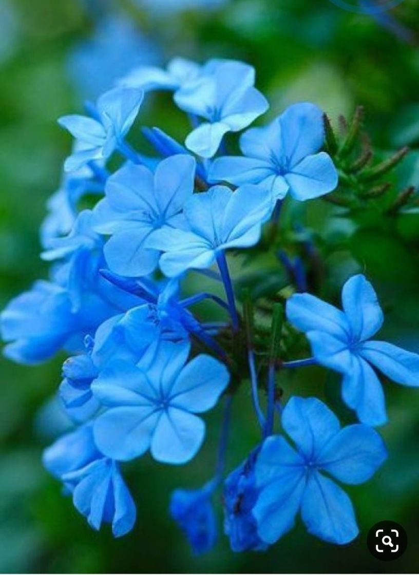 Social Bluu