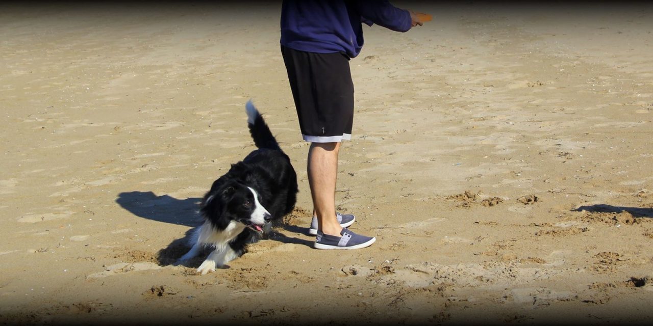 Movie Cómo enseñar al perro a RODEAR - Hiro border Collie