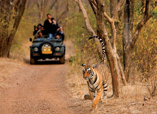 Nagarhole National Park And Tiger Reserve
