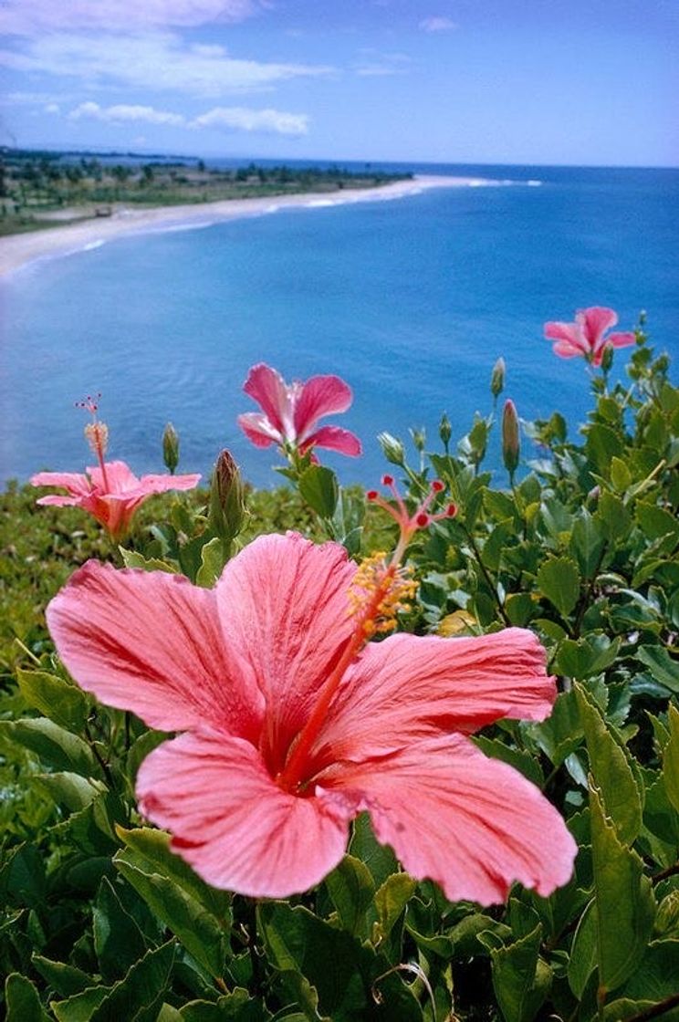 Fashion Pink flower 🌸 