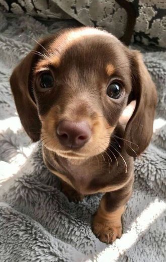 filhote de dachshund 