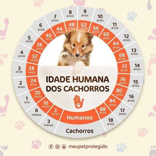 idade dos dog