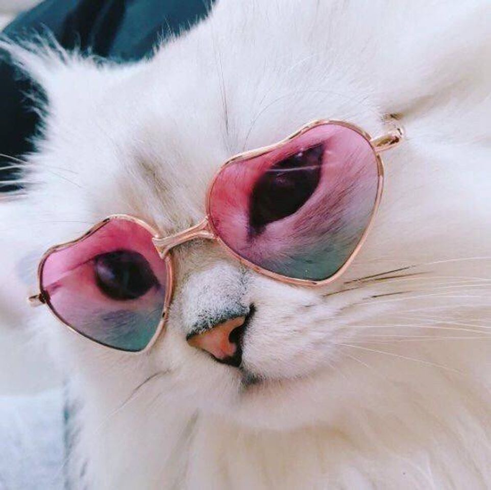 Fashion Gatos oculos gatos de oculos👓❤💖💕