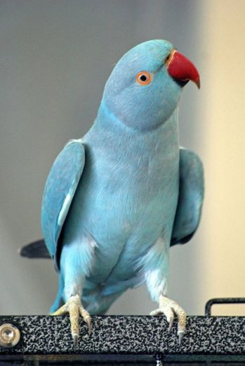 Pássaro ring neck azul
