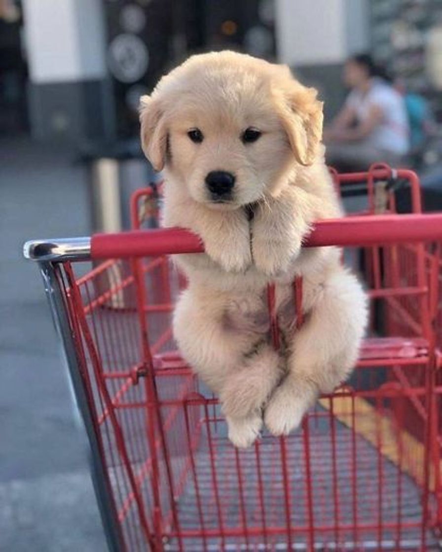 Social Pet fofinho😍