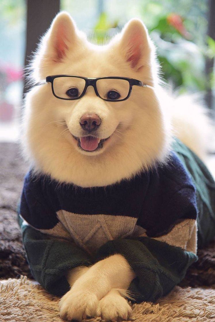 Fashion Dog