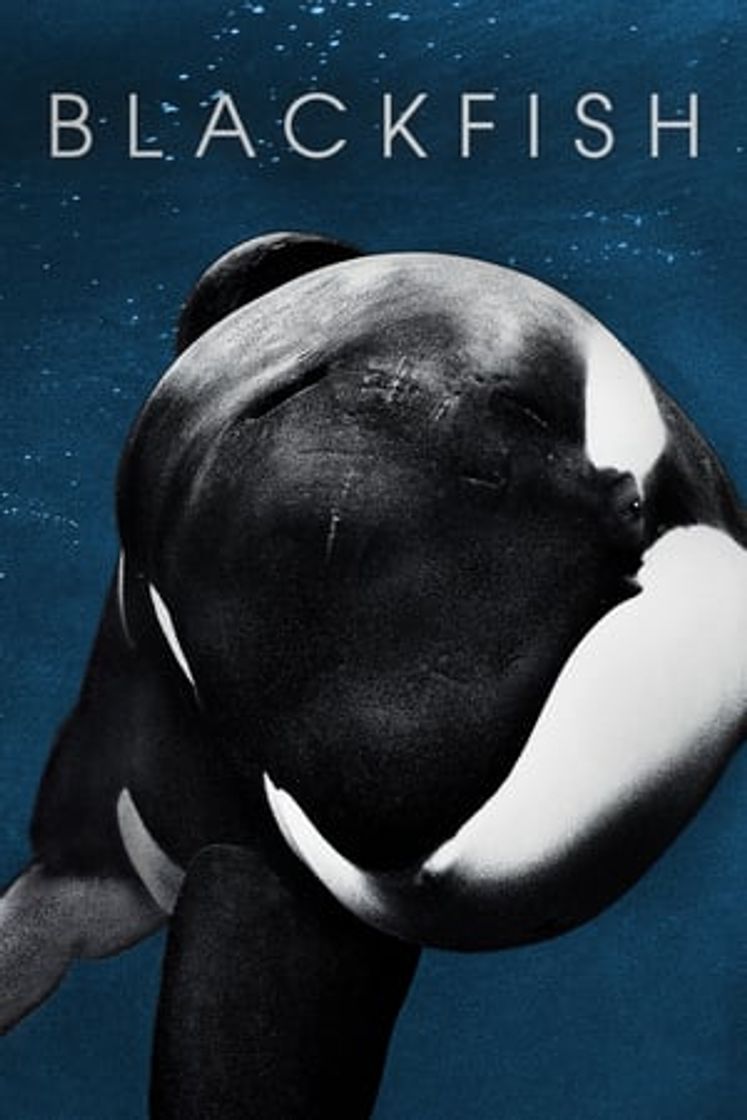 Película Blackfish