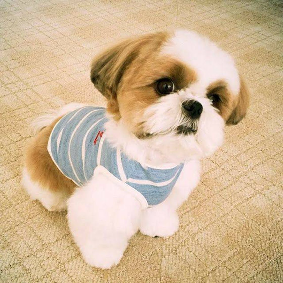 Fashion Quem ai ama o Shih Tzu? 🤩🐕