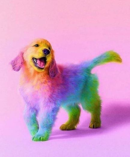 Cão-iris 2.0 mais colorido que nunca 