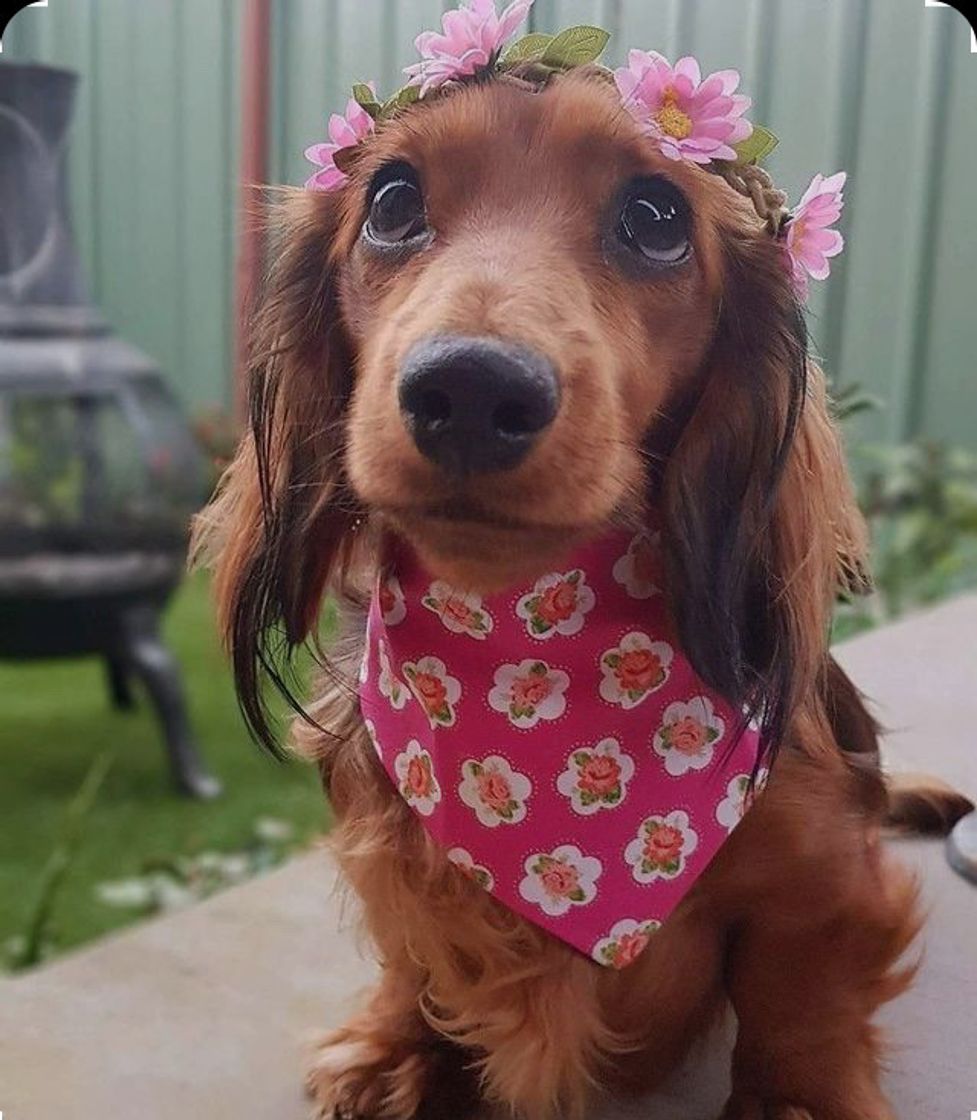 Fashion 🐶🌸🎀