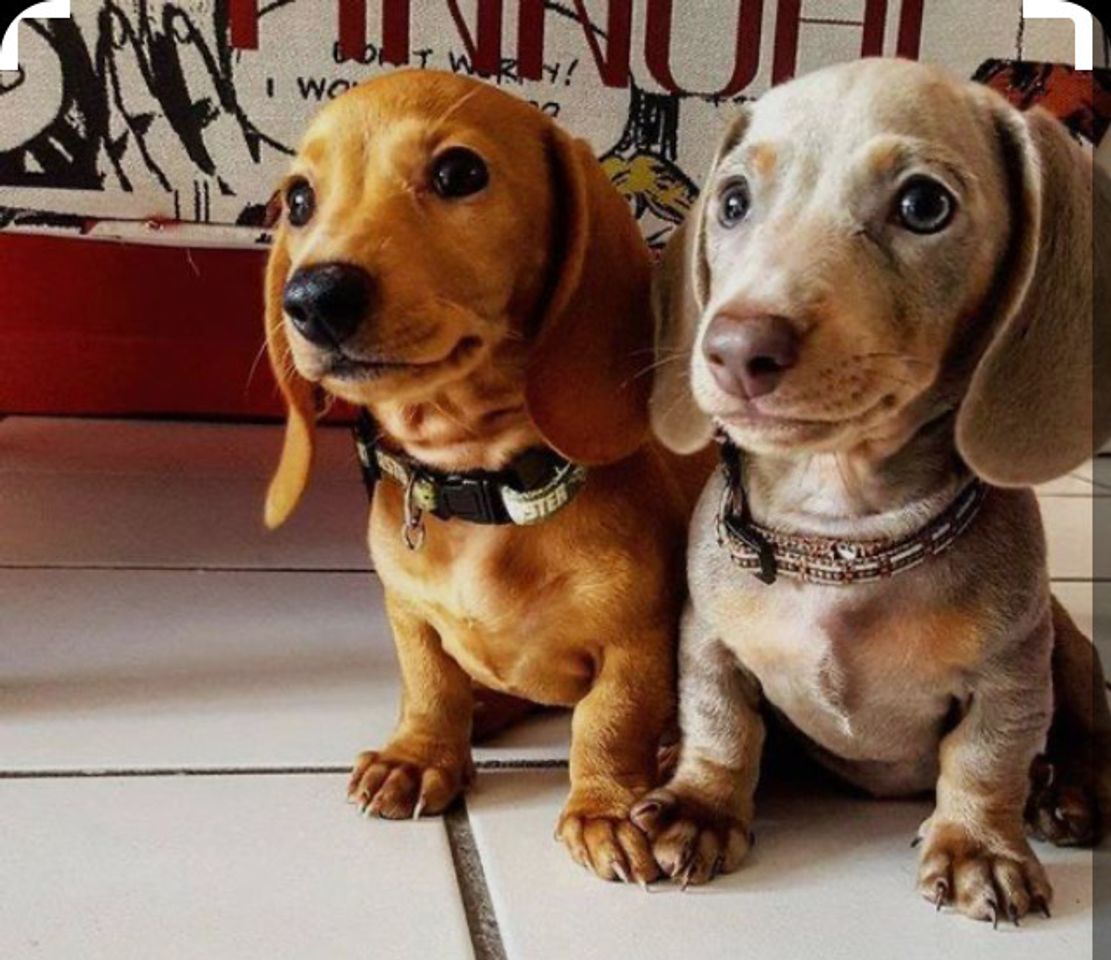 Moda  Cute Dachshund🐶🐶❤️ 