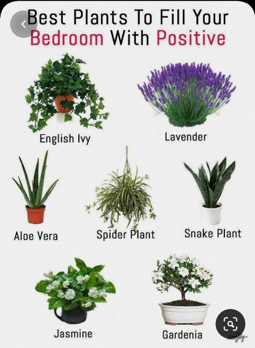 Fashion Plantas ótimas para quartos