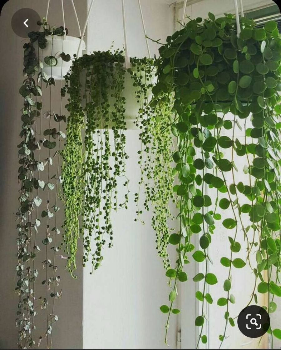 Fashion Plantas ótimas para decoração interna