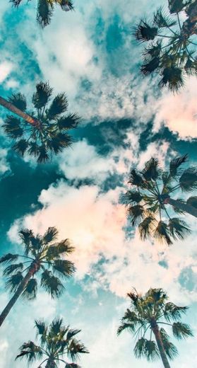 palm trees 🌴