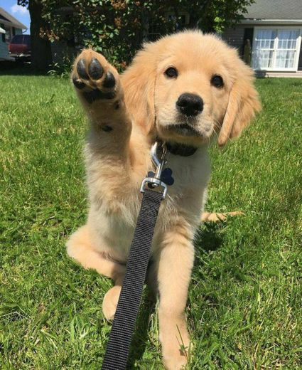 Famoso golden puppy 