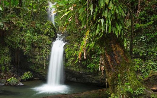 El Yunque National Forest