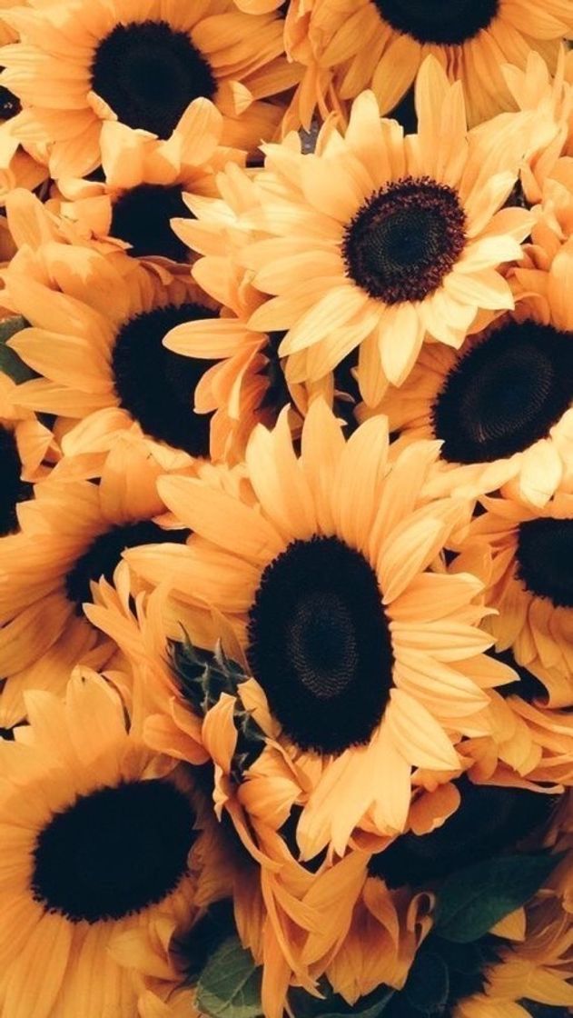 Fashion Sunflower 