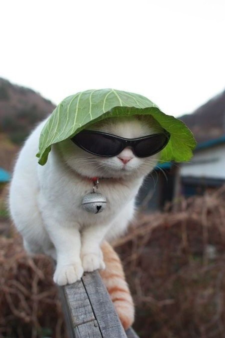 Fashion Swag cat 