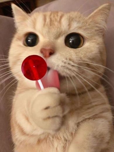 Cat with a lollipop 