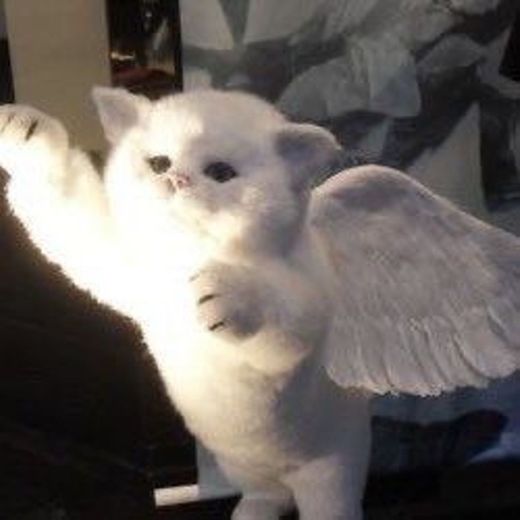 Angel cat 