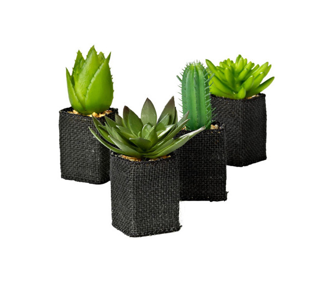 Products Cactus