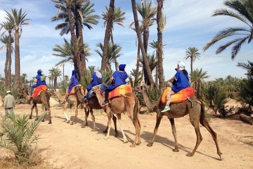 Paseo camello Marrakech
