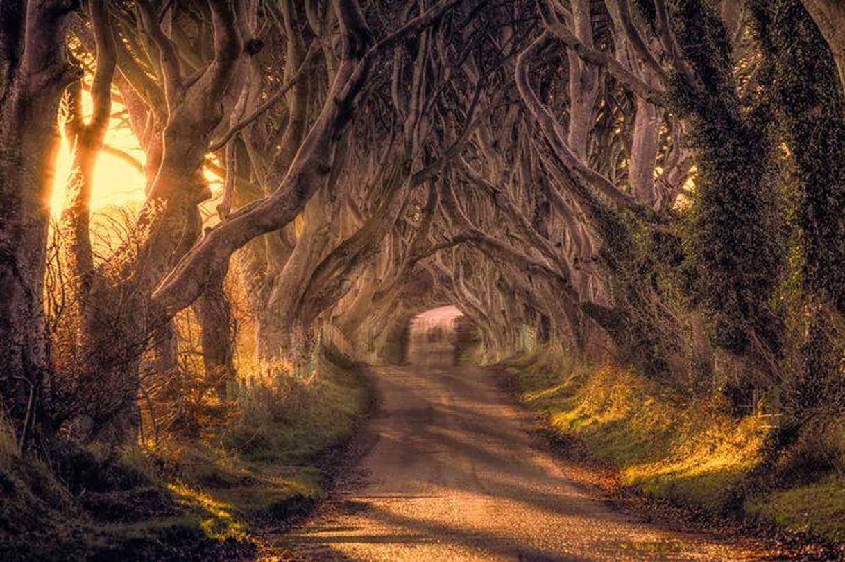 Lugares Dark Hedges, Reino Unido

