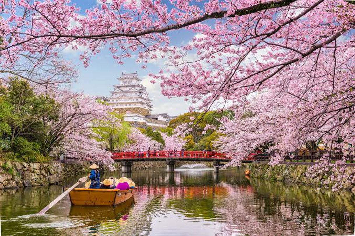 Moda Japão e suas belas flores.