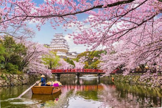 Japão e suas belas flores.