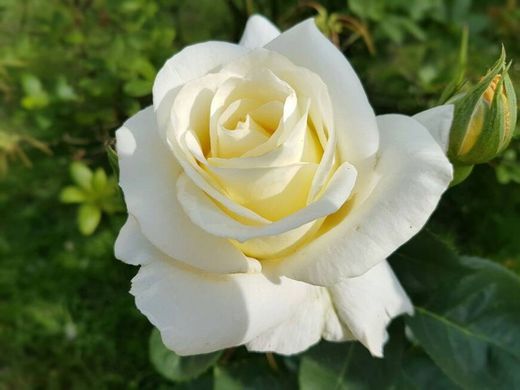 Rosa branca 🌹