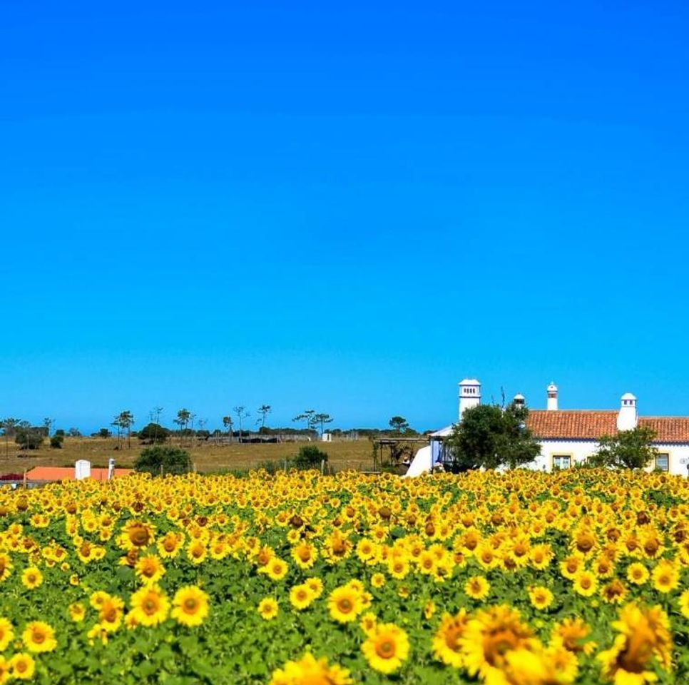 Lugar Odemira