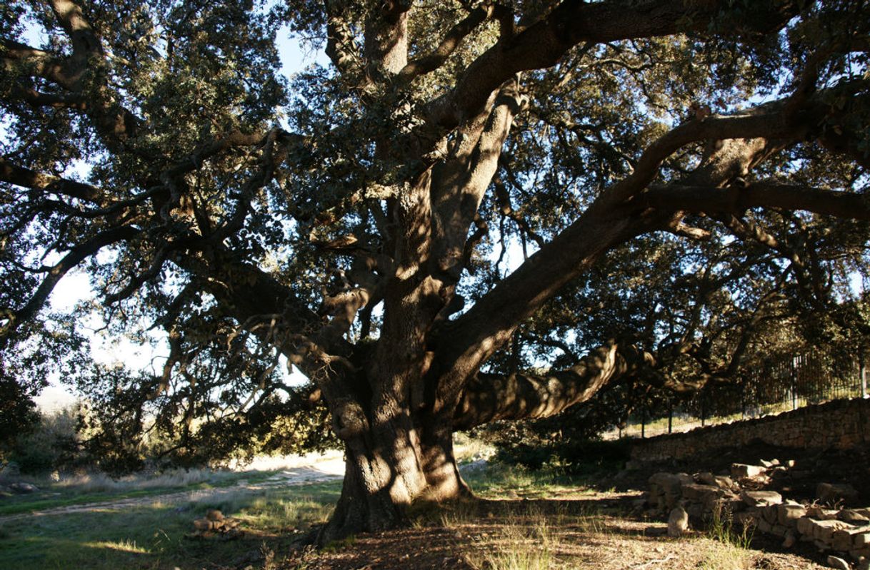 Lugar Carrasca de Culla
