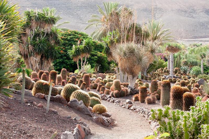 Lugar Jardín Botánico Fuerteventura