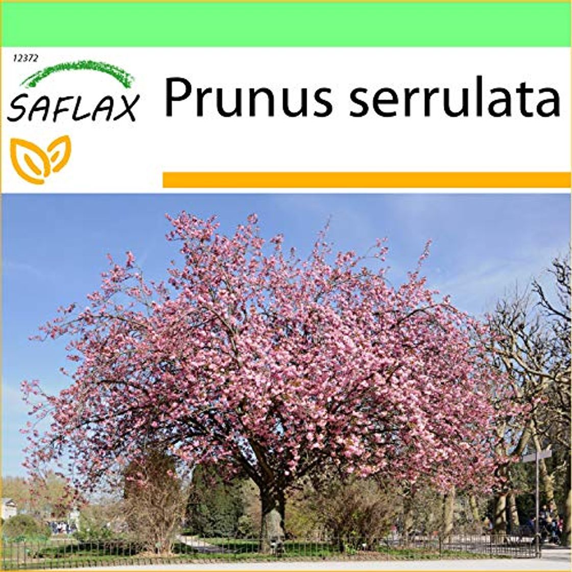 Product SAFLAX