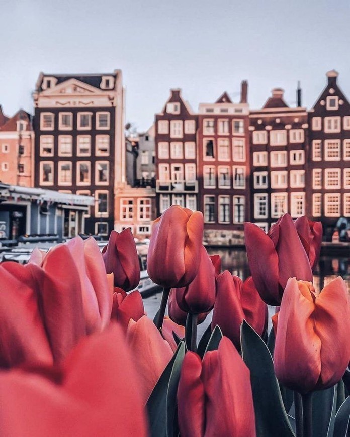 Amsterdam Experience