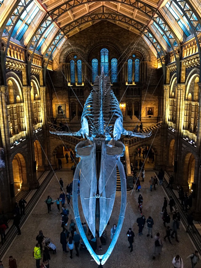 Place Natural History Museum