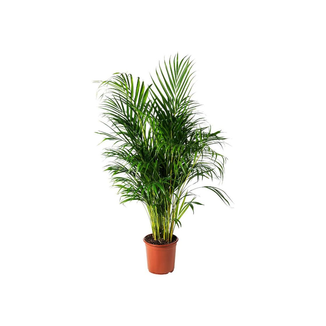 Product DYPSIS LUTESCENS Potted plant