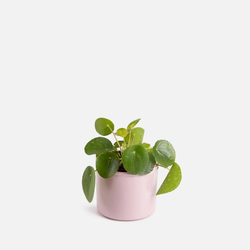 Product Pilea Peperomioides